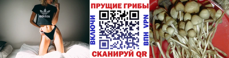 сколько стоит  Армавир  Галлюциногенные грибы мицелий 